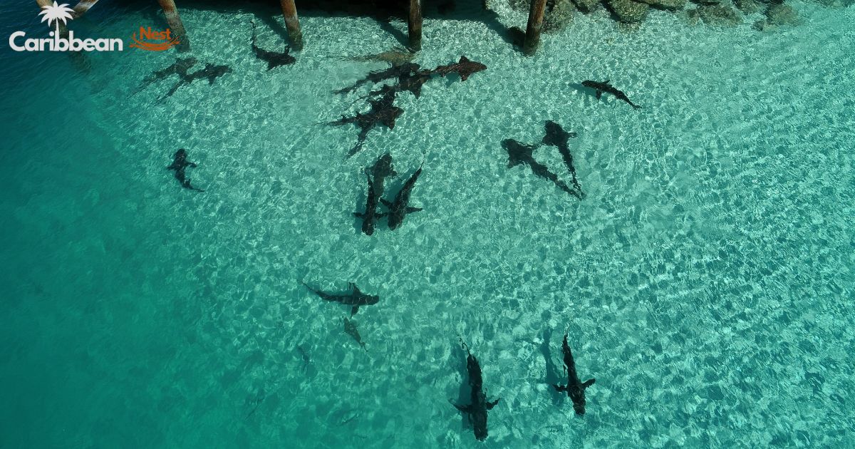 are-there-sharks-in-aruba-explore-the-shark-safety-guide-2025 