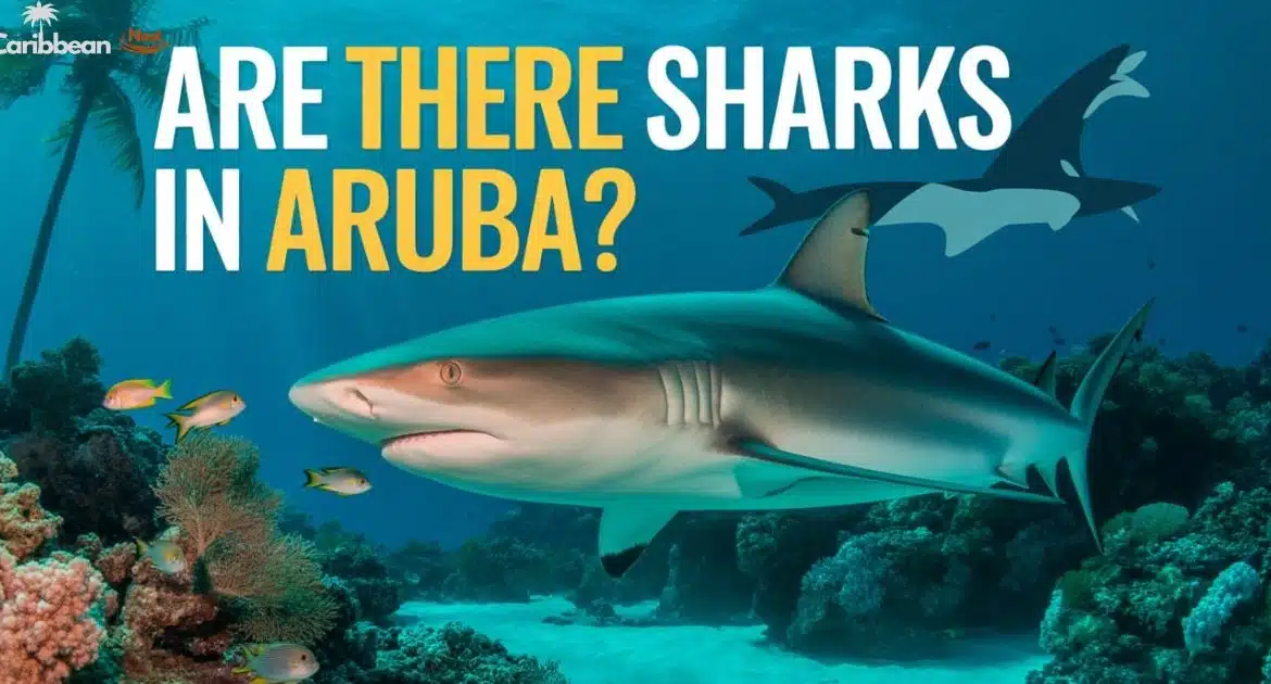 are-there-sharks-in-aruba-explore-the-shark-safety-guide-2025
