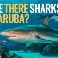 are-there-sharks-in-aruba-explore-the-shark-safety-guide-2025