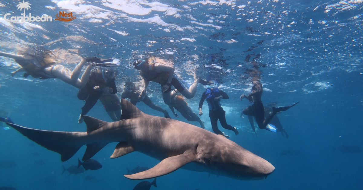 Are There Sharks in Aruba? Explore the Shark Safety Guide 2025