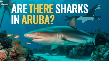 are-there-sharks-in-aruba-explore-the-shark-safety-guide-2025