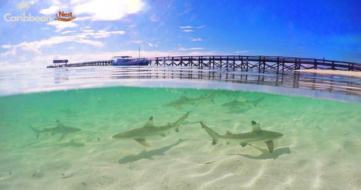 Are There Sharks in Aruba? Explore the Shark Safety Guide 2025