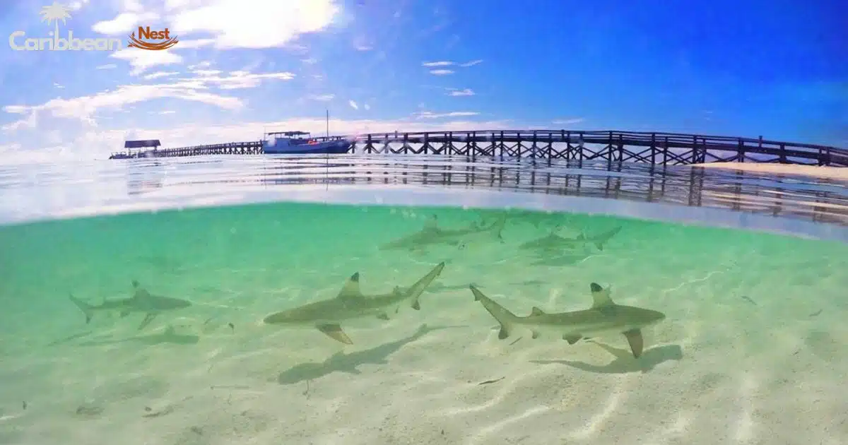 Are There Sharks in Aruba? Explore the Shark Safety Guide 2025