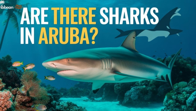 are-there-sharks-in-aruba-explore-the-shark-safety-guide-2025