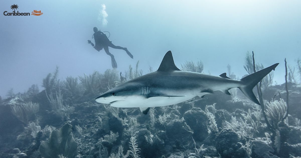 best spots to see sharks in aruba your guide to shark sightings 1