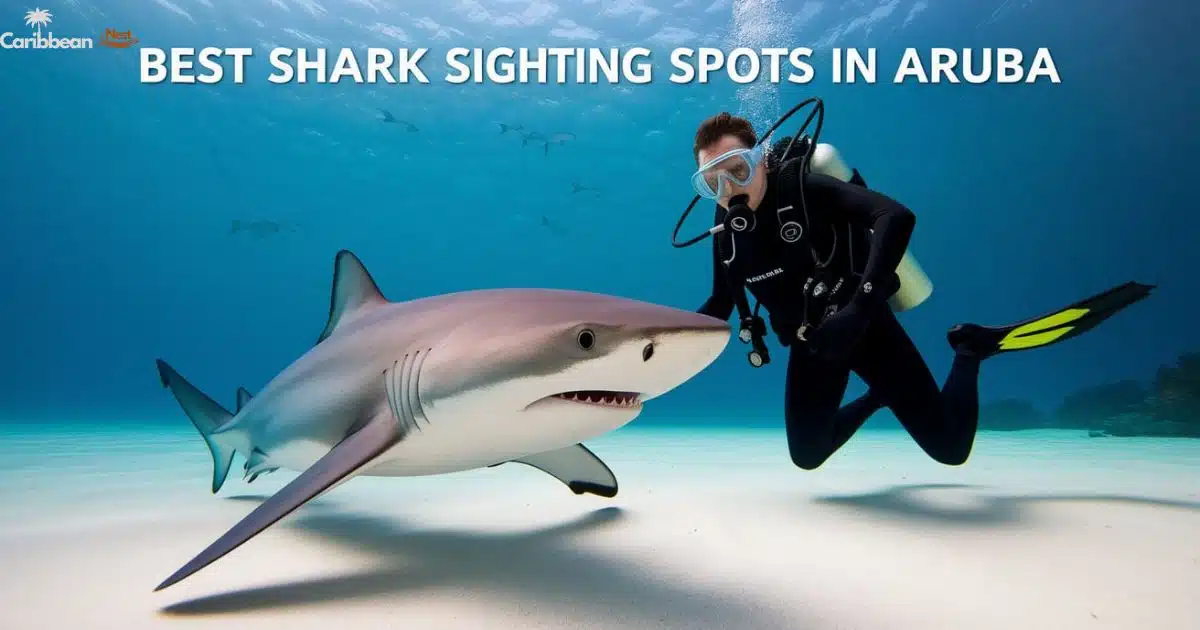 best-spots-to-see-sharks-in-aruba-your-guide-to-shark-sightings
