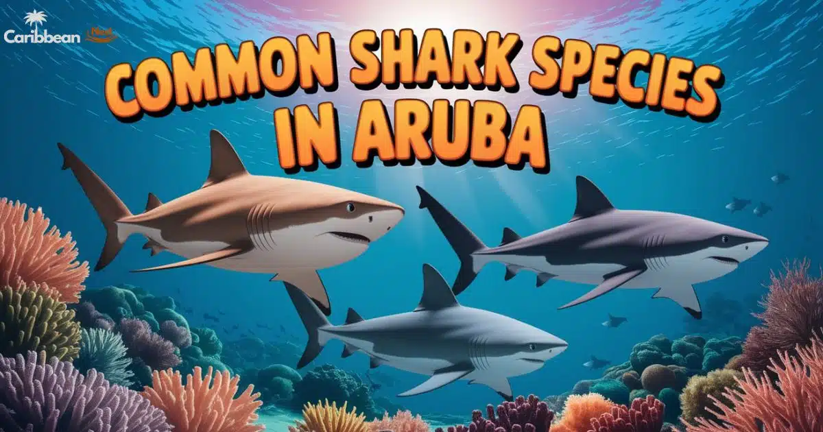 common-shark-species-in-aruba-what-you-need-to-know