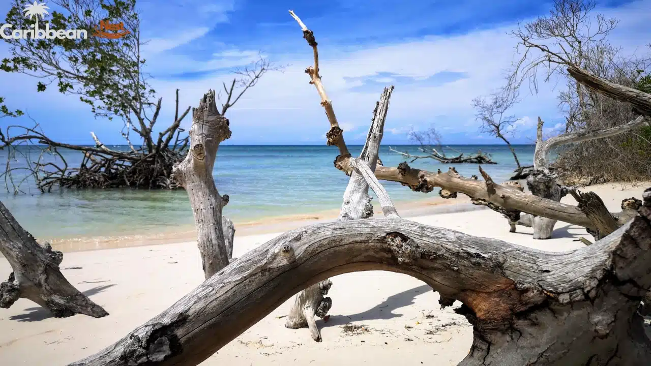 10 Best Beaches in Aruba You Need to Visit in 2026 16 10 Best Beaches in Aruba You Need to Visit in 2025