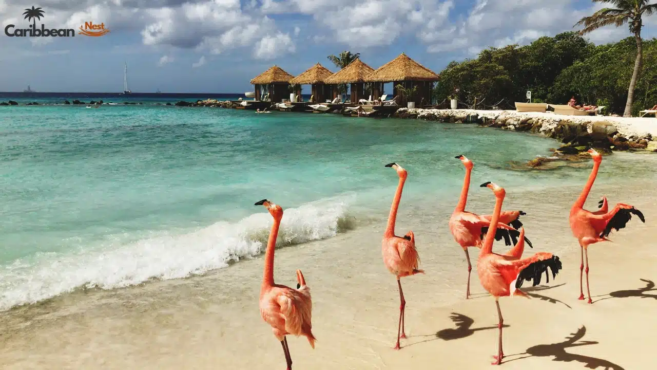 10 Best Beaches in Aruba You Need to Visit in 2026 5 10 Best Beaches in Aruba You Need to Visit in 2025