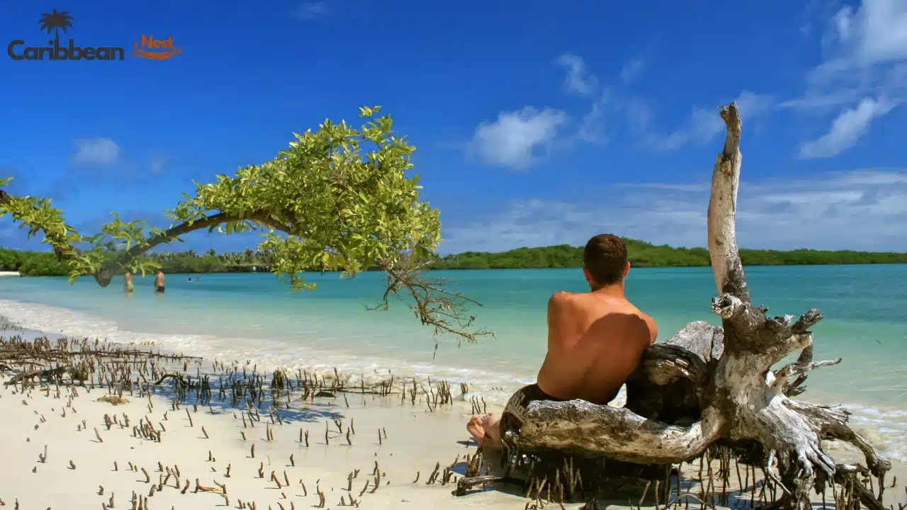 Aruba Wildlife Guide 2026 - Safari Tours, Reptiles, and Marine Life 9 Aruba Wildlife Guide - Safari Tours, Reptiles, and Marine Life