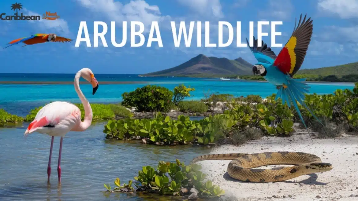 Aruba Wildlife Guide – Safari Tours, Reptiles, and Marine Life