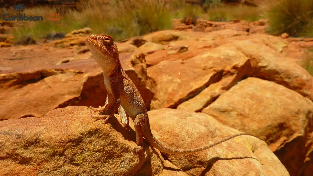 Aruba Wildlife Guide 2026 - Safari Tours, Reptiles, and Marine Life 7 aruba wildlife guide safari tours reptiles and marine life 1 2