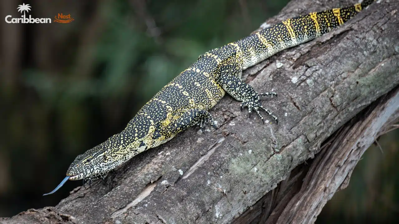 Aruba Wildlife Guide 2026 - Safari Tours, Reptiles, and Marine Life 11 Aruba Wildlife Guide - Safari Tours, Reptiles, and Marine Life