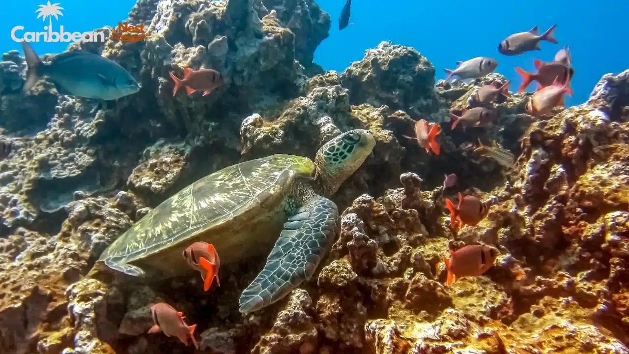 Aruba Wildlife Guide 2026 - Safari Tours, Reptiles, and Marine Life 12 aruba-wildlife-guide-safari-tours-reptiles-and-marine-life