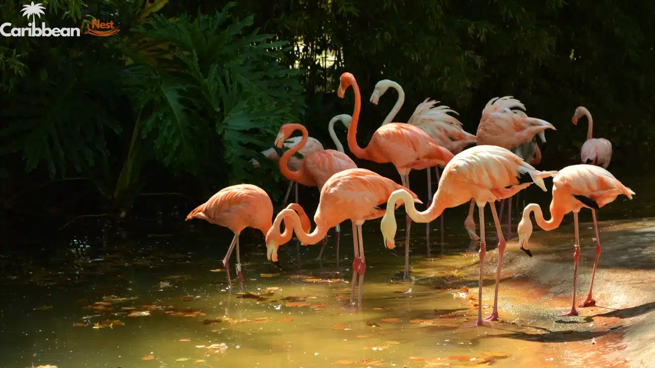 Aruba Wildlife Guide 2026 - Safari Tours, Reptiles, and Marine Life 2 Aruba Wildlife Guide - Safari Tours, Reptiles, and Marine Life