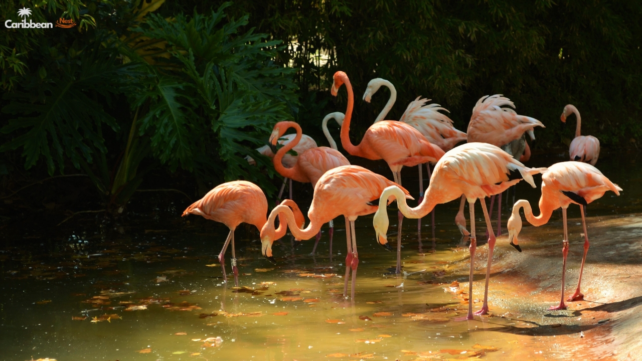 Explore Aruba’s Rattlesnakes, Birds, and Island Reptiles in 2025