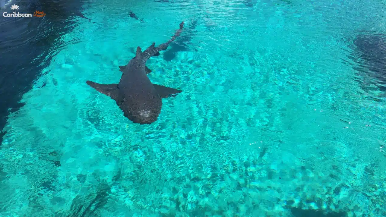 Explore Aruba’s Rattlesnakes, Birds, and Island Reptiles in 2026 2 Explore Aruba’s Rattlesnakes, Birds, and Island Reptiles in 2025