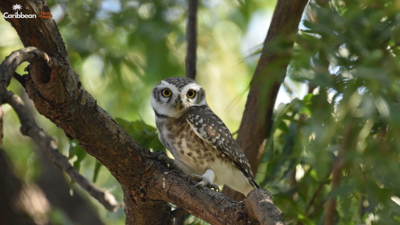 Explore Aruba’s Rattlesnakes, Birds, and Island Reptiles in 2025