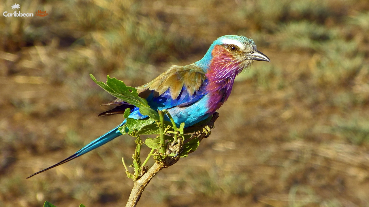 Explore Aruba’s Rattlesnakes, Birds, and Island Reptiles in 2025