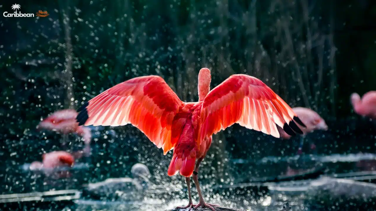 Explore Aruba’s Rattlesnakes, Birds, and Island Reptiles in 2026 7 Explore Aruba’s Rattlesnakes, Birds, and Island Reptiles in 2025