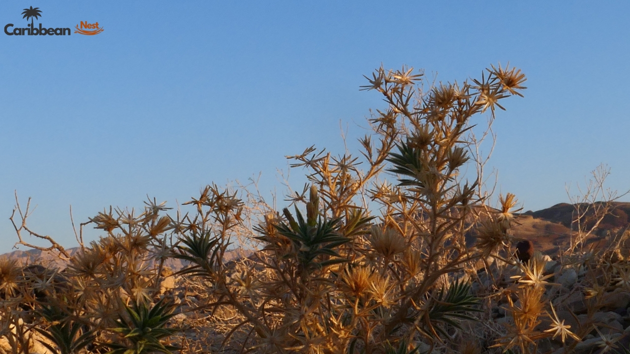 Exploring Aruba's Flora - Desert Plants, Cacti, and Tropical Flowers 