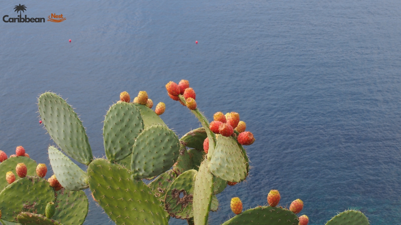 Exploring Aruba's Flora - Desert Plants, Cacti, and Tropical Flowers 