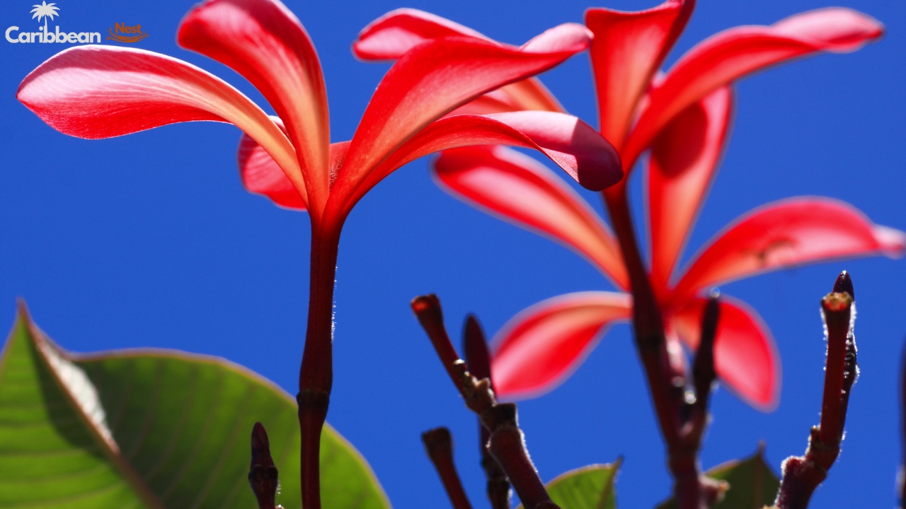 Exploring Aruba's Flora - Desert Plants, Cacti, and Tropical Flowers 