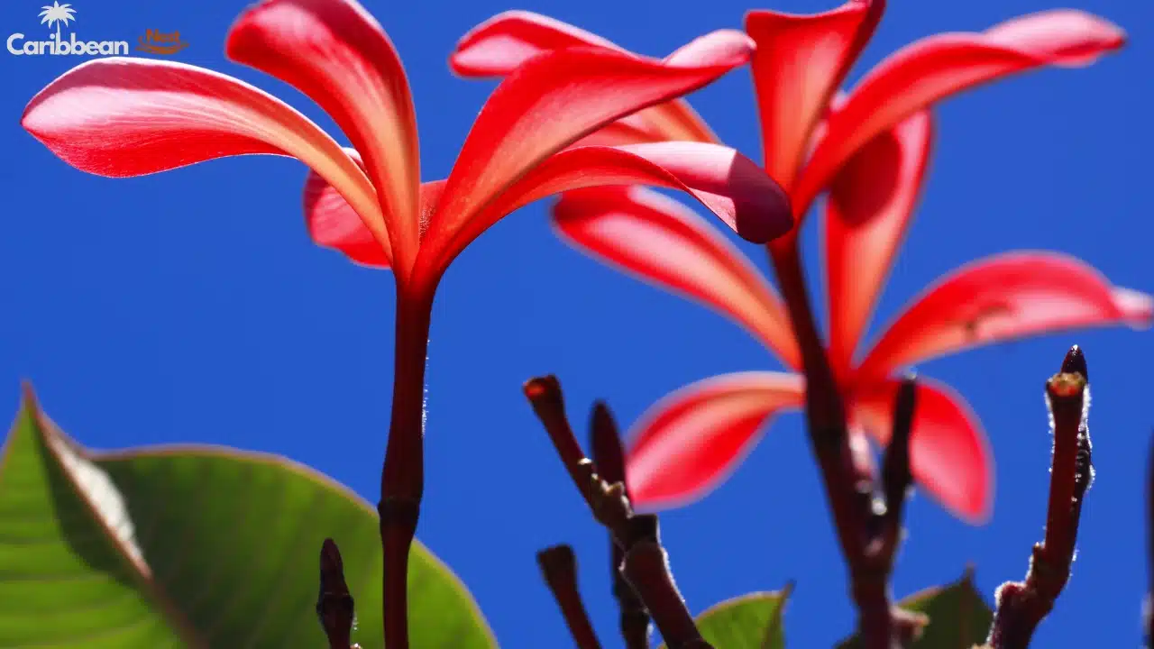 Exploring Aruba's Flora - Desert Plants, Cacti, and Tropical Flowers 5 Exploring Aruba's Flora - Desert Plants, Cacti, and Tropical Flowers