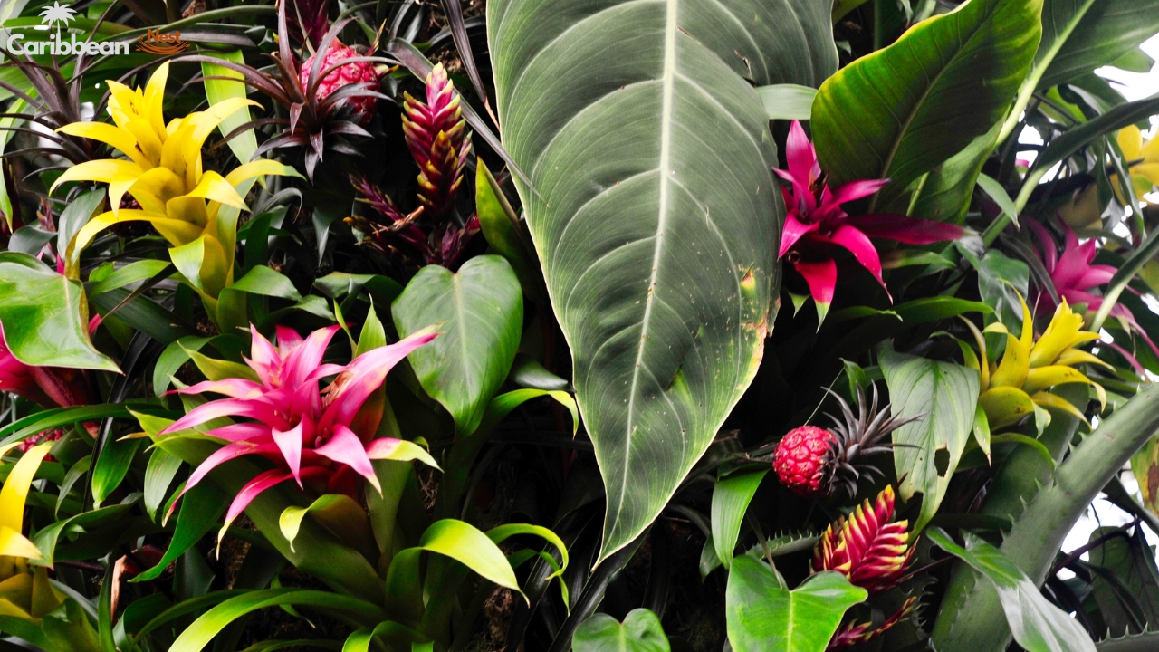 Exploring Aruba's Flora - Desert Plants, Cacti, and Tropical Flowers 