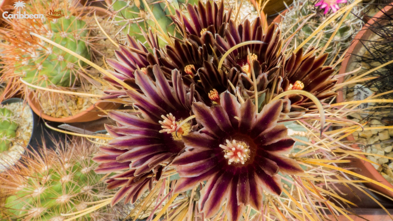 Exploring Aruba's Flora - Desert Plants, Cacti, and Tropical Flowers 