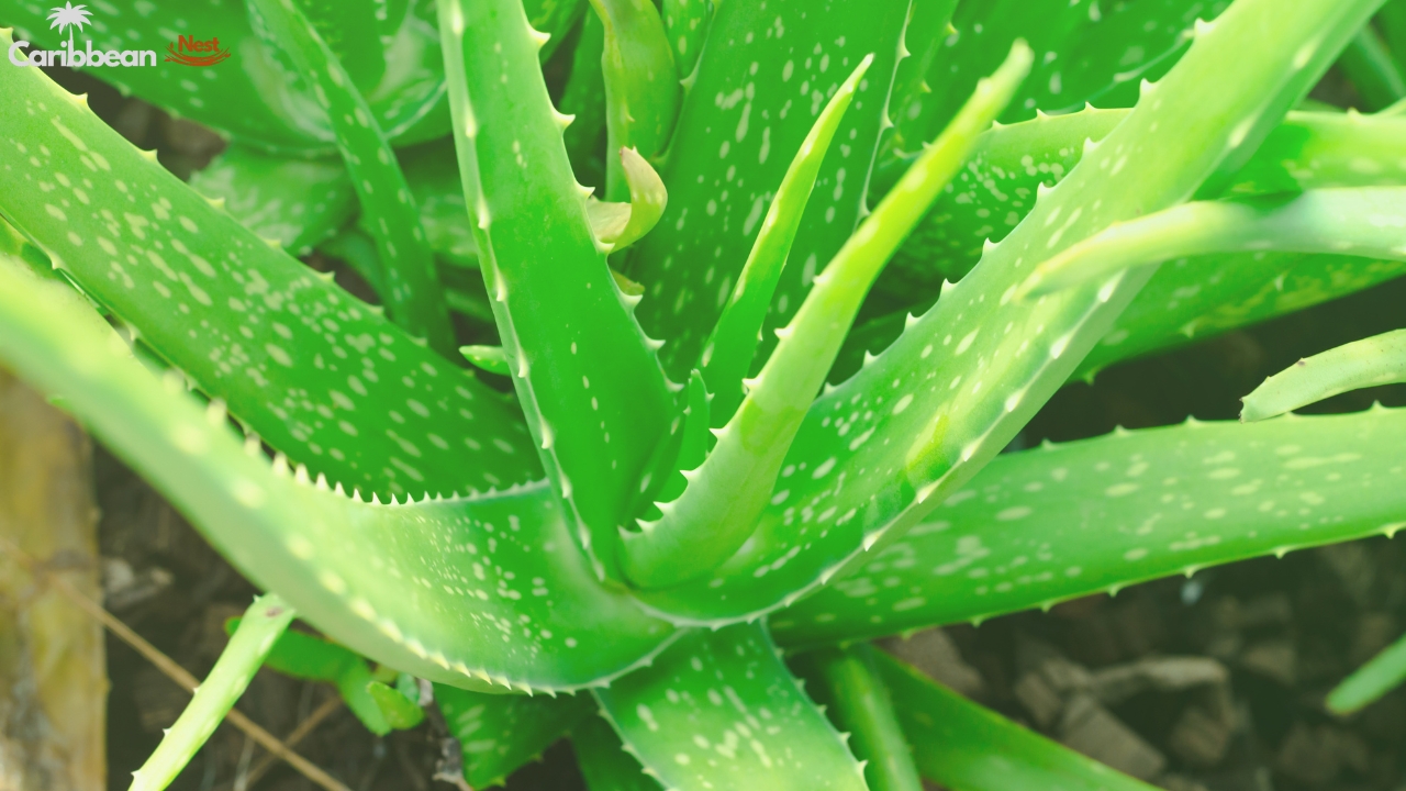Exploring Aruba's Flora - Desert Plants, Cacti, and Tropical Flowers 