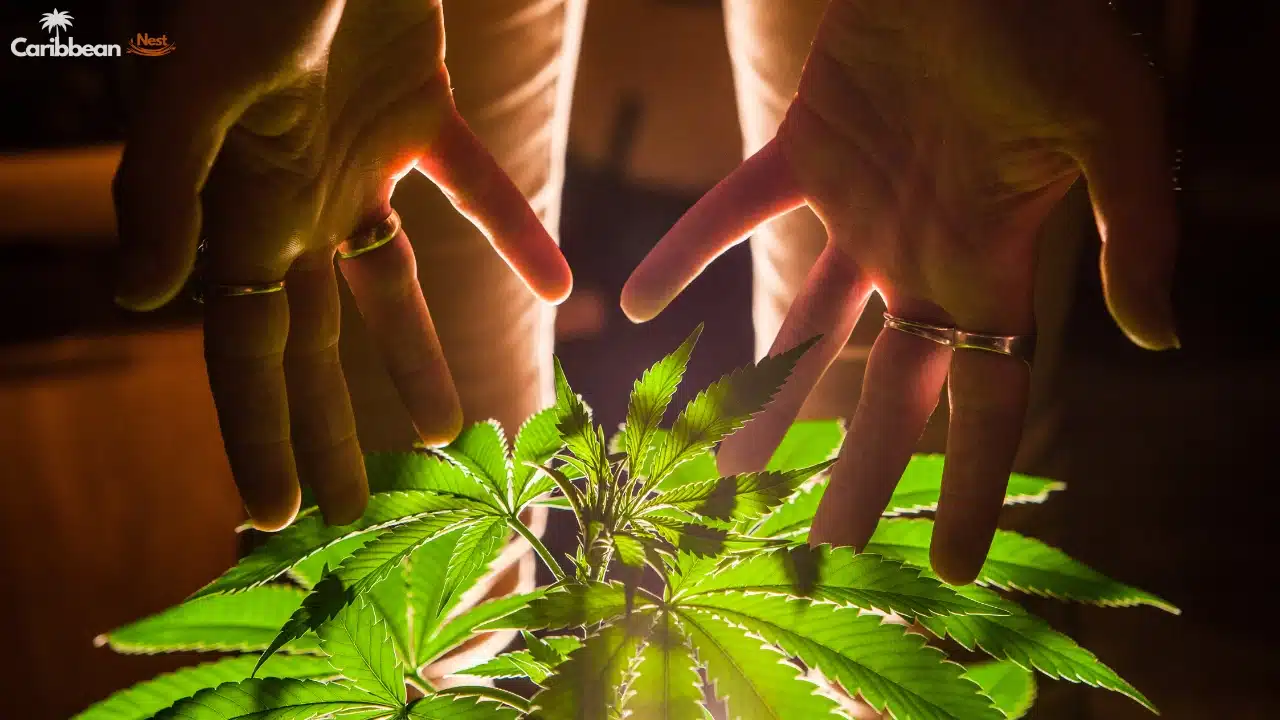 Is Marijuana and Cannabis Legal in Aruba 2025?