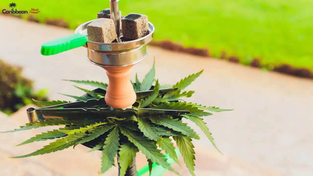 Is Marijuana and Cannabis Legal in Aruba 2025?