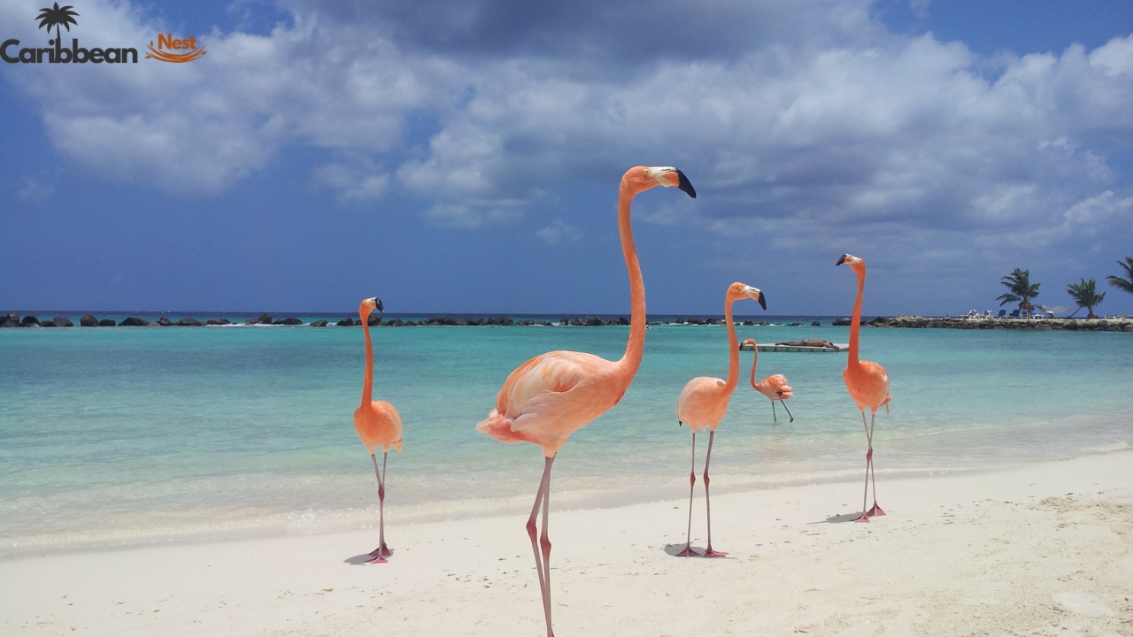 flamingos-and-de-palm-island