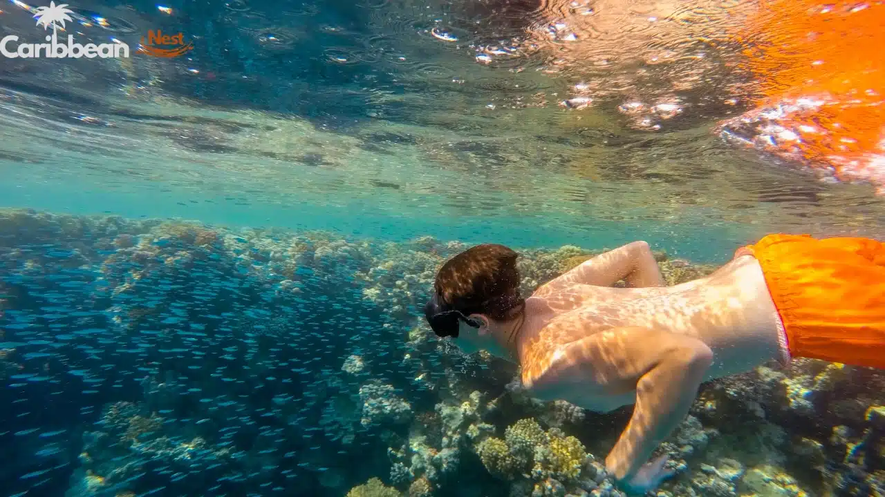 the-best-snorkeling-in-aruba-2025