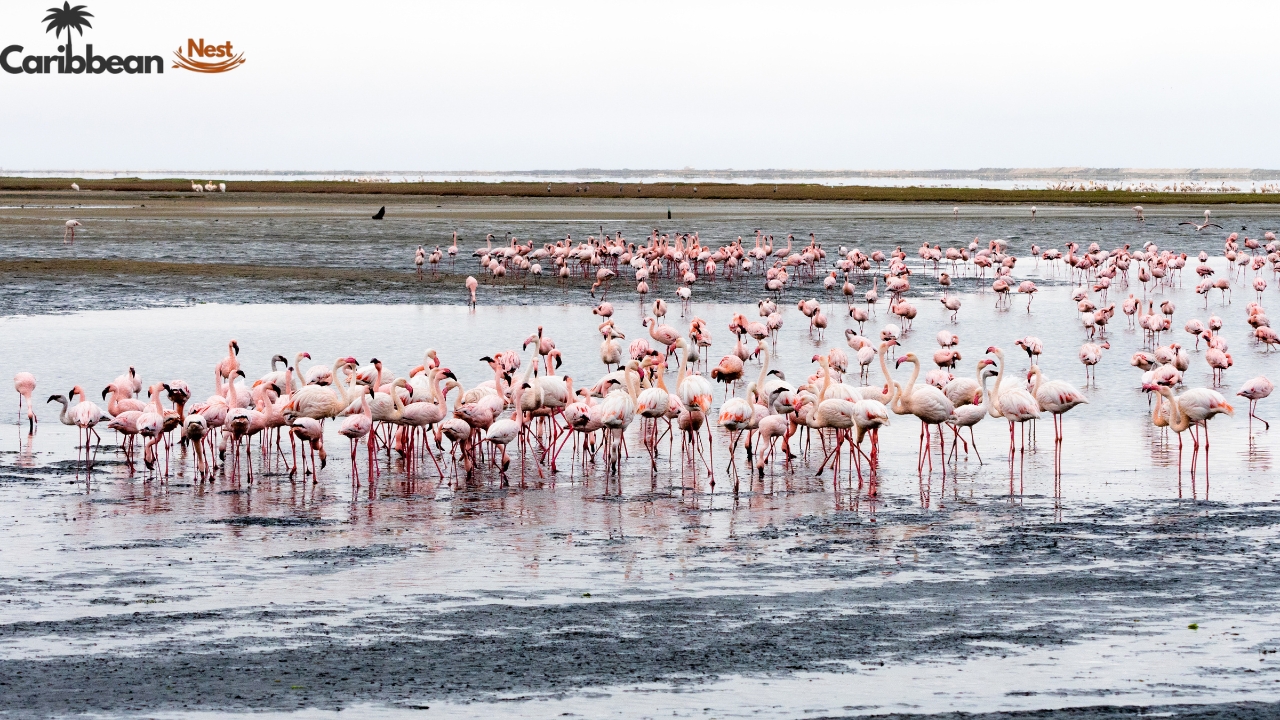 best-time-to-visit-flamingo-beach-aruba