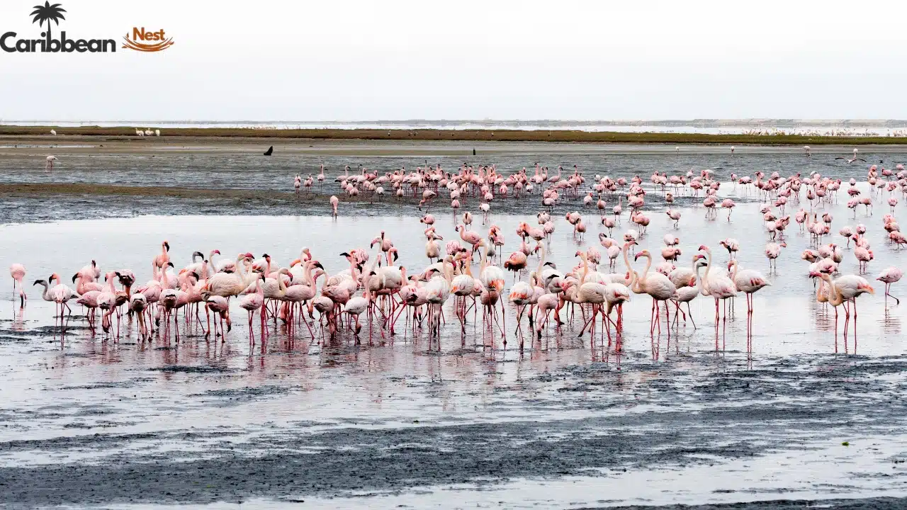 How to Enjoy Flamingo Beach Aruba Day Pass 2026? 8 best-time-to-visit-flamingo-beach-aruba
