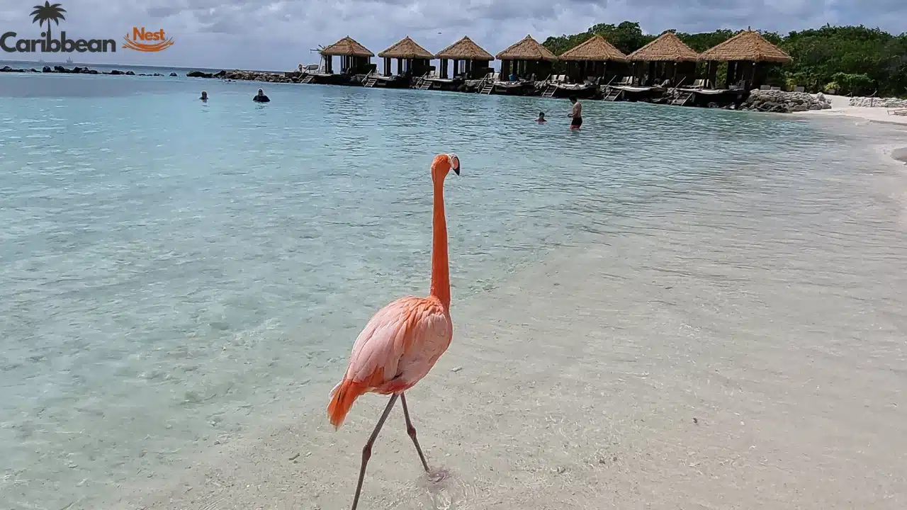 How to Enjoy Flamingo Beach Aruba Day Pass 2026? 5 how-to-get-a-day-pass-for-flamingo-beach-aruba