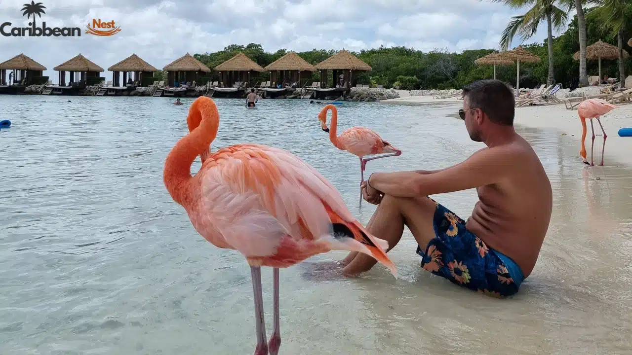 How to Enjoy Flamingo Beach Aruba Day Pass 2026? 6 flamingo-beach-aruba-day-pass-price-and-inclusions