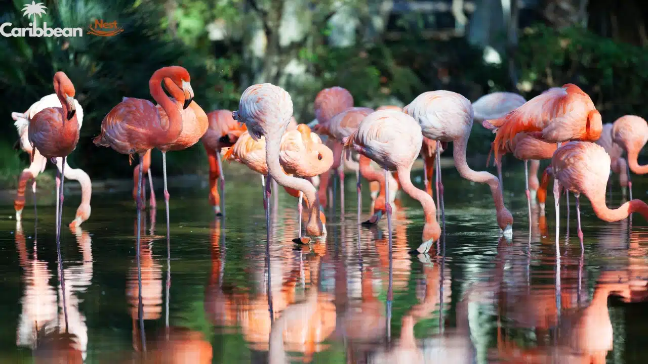 How to Enjoy Flamingo Beach Aruba Day Pass 2026? 1 flamingo-beach-aruba-day-pass-everything-you-need-to-know