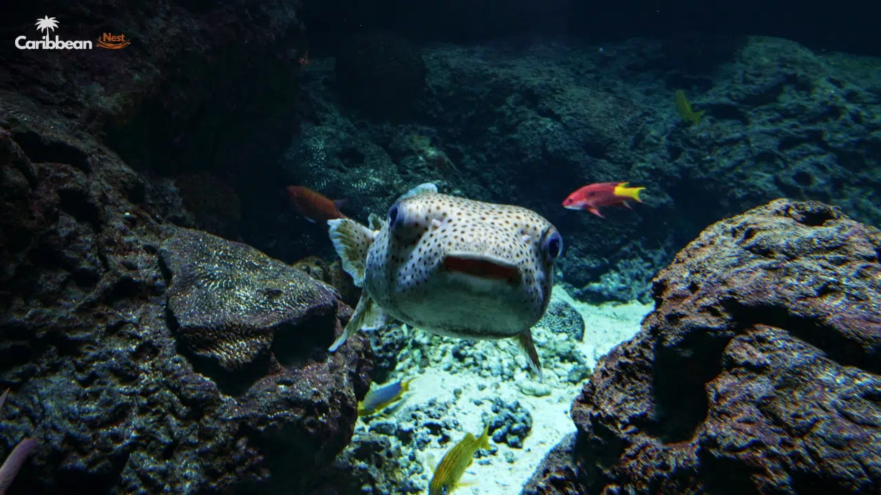 Best Snorkeling Spots in Curaçao for Beginners 2026 8 playa-jeremi