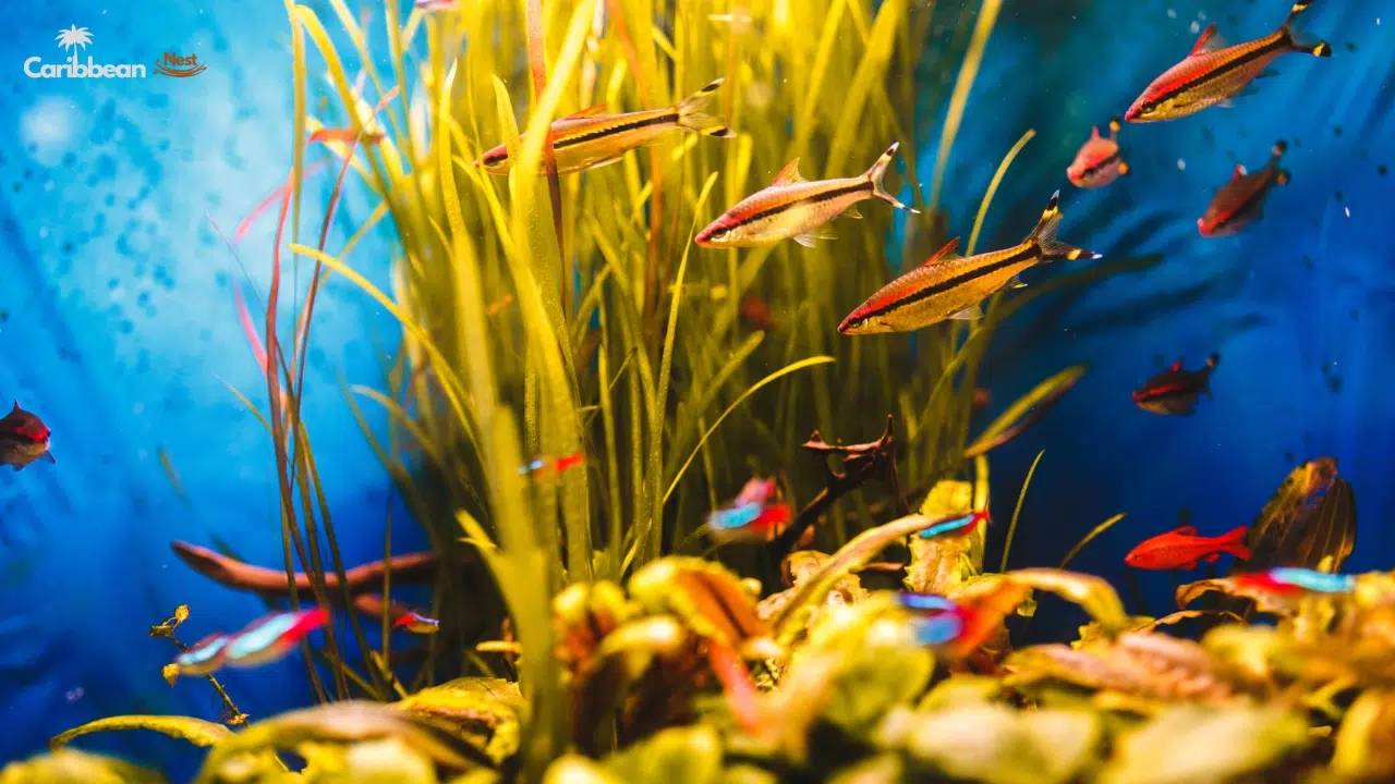 Best Snorkeling Spots in Curaçao for Beginners 2026 7 cas-abao-beach