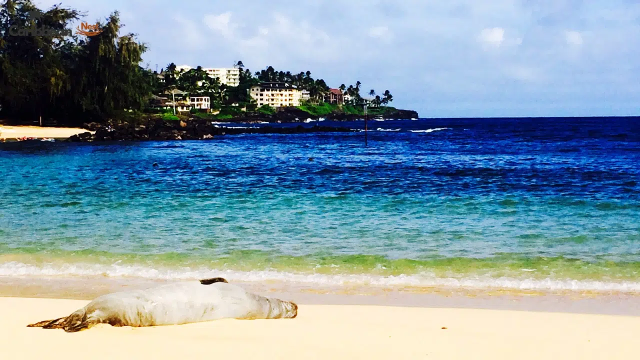 Bonaire vs Curaçao vs Aruba – Which ABC Island Is Best in 2026? 7 beaches-and-water-clarity-compared