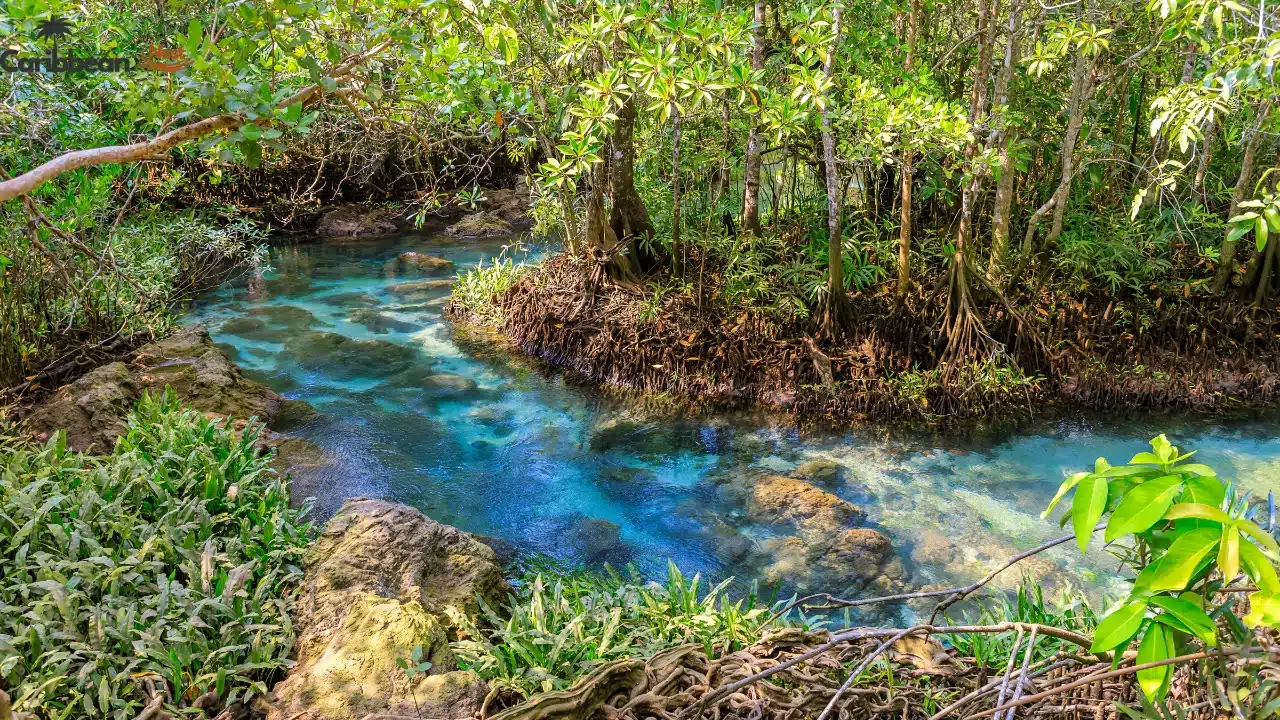 32 Best Activities to do in Aruba in 2026 8 swim-inside-arubas-natural-pool-conchi