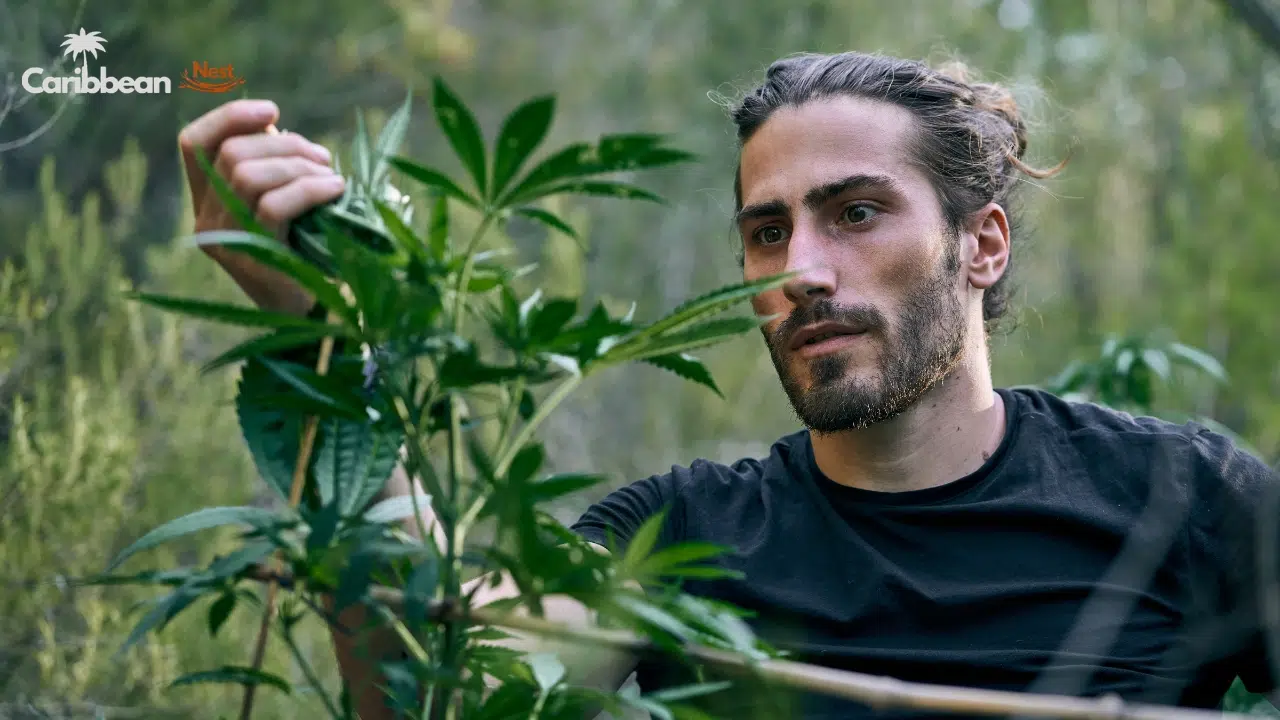 final-verdict-is-weed-legal-in-the-bahamas