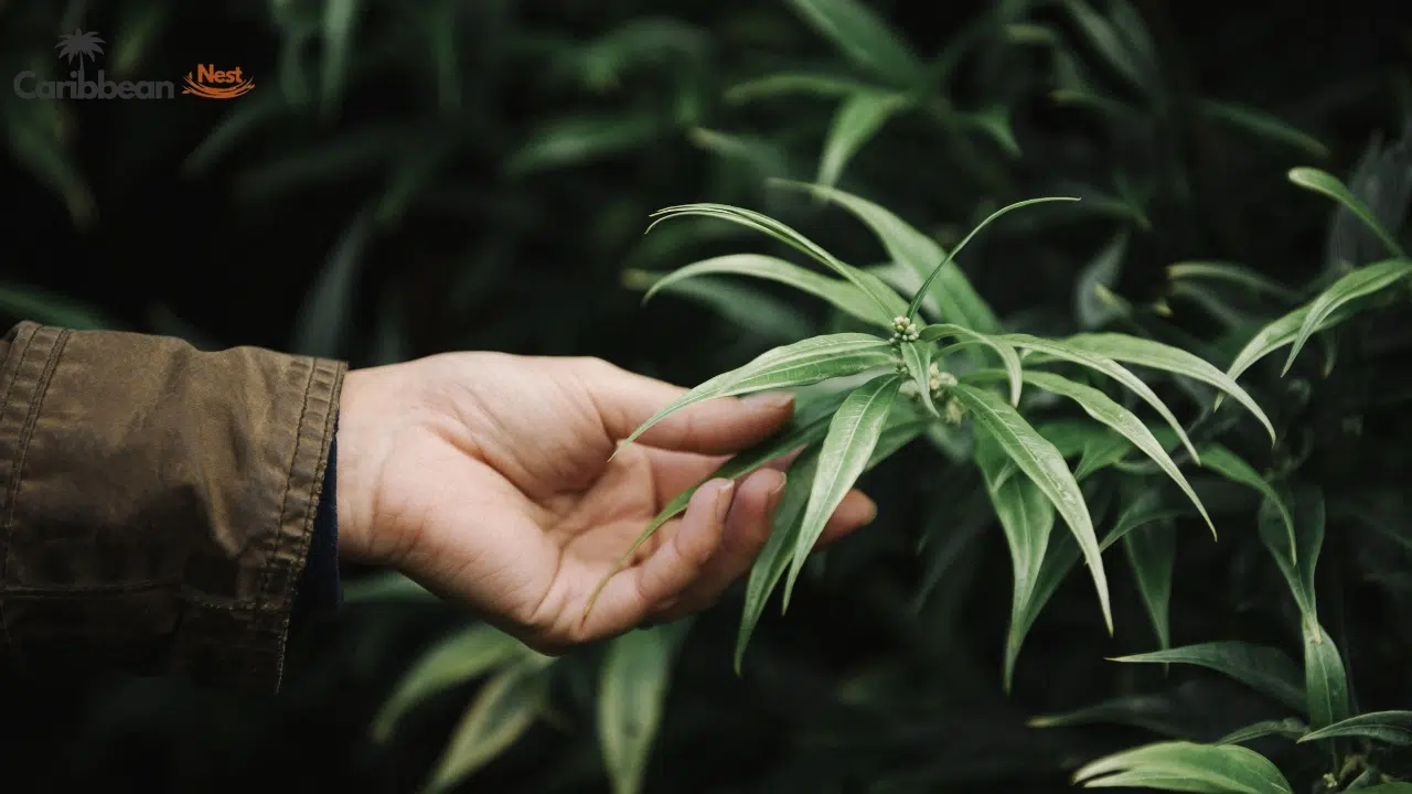 what-weed‑friendly-really-means-in-the-caribbean