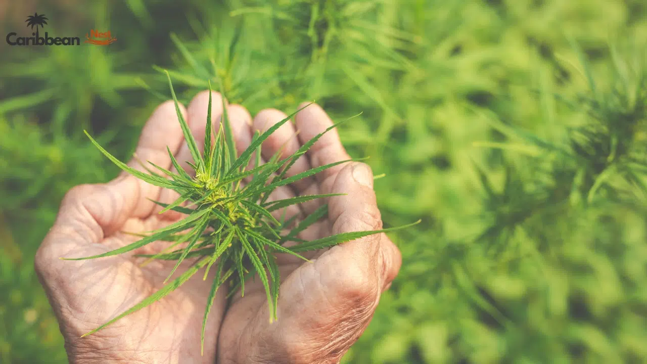 is-cannabis-legal-in-the-caribbean