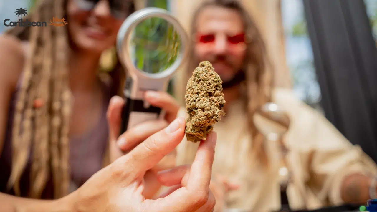 choosing-the-right-island