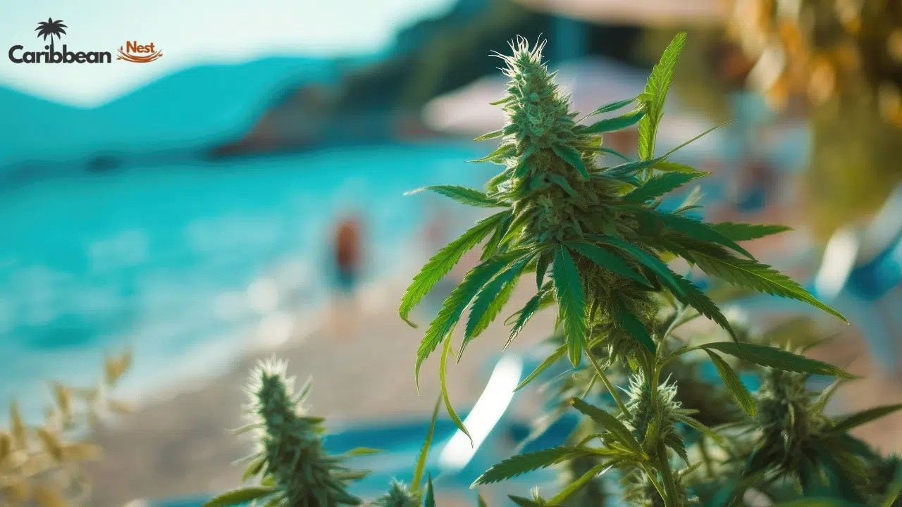 is-cannabis-legal-in-the-caribbean