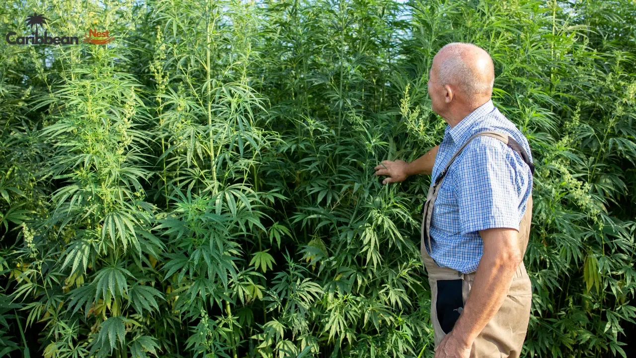 is-cannabis-legal-in-the-caribbean